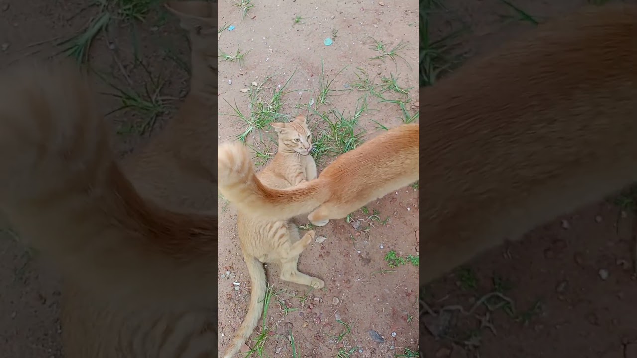 Brown Cats #viral #funnyshorts #cat @SivCadz1