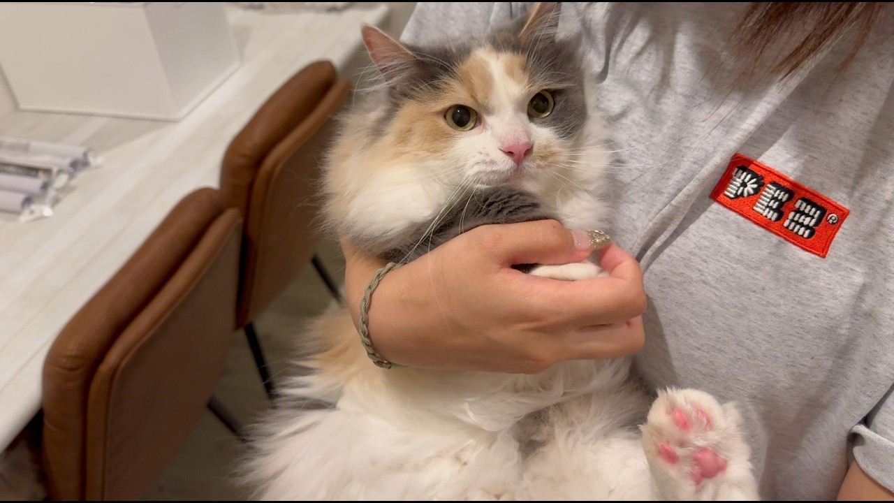 不機嫌な猫がママのひと撫で癒される姿がかわいい