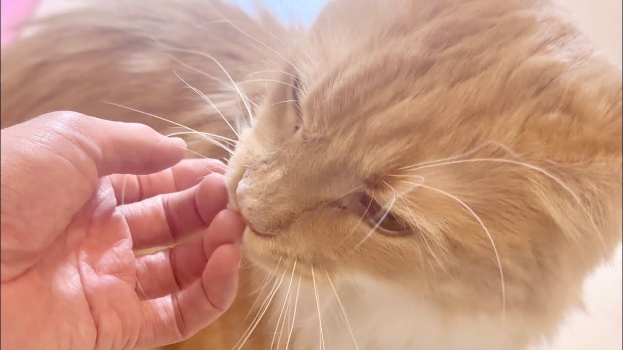 お出迎え猫　655日目　メインクーンのいる生活