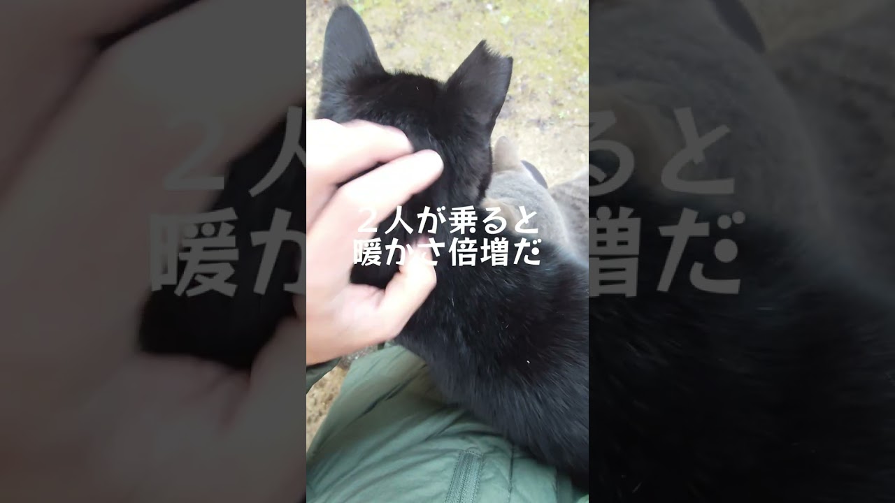 ２ねこ😺を乗せる者 #玉野御嶽神社 #ねこ