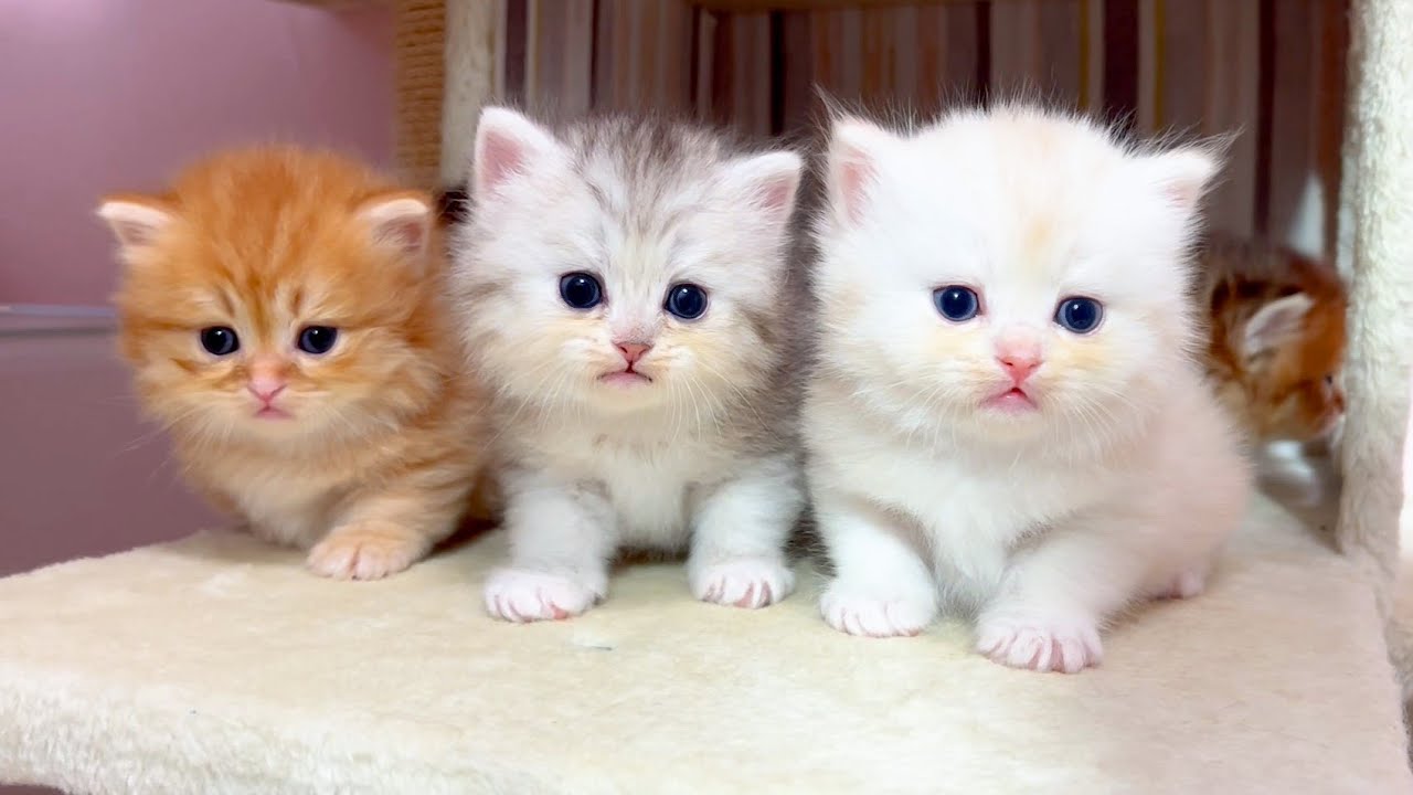 【マンチカンの子猫】子猫全員をお立ち台に乗せてみた件 ～猫のいる生活Vol.1048～出産動画 マンチカン短足・ミヌエット・ペルシャ猫専門ブリーダー『ペット蔵人』【子猫の成長記録】