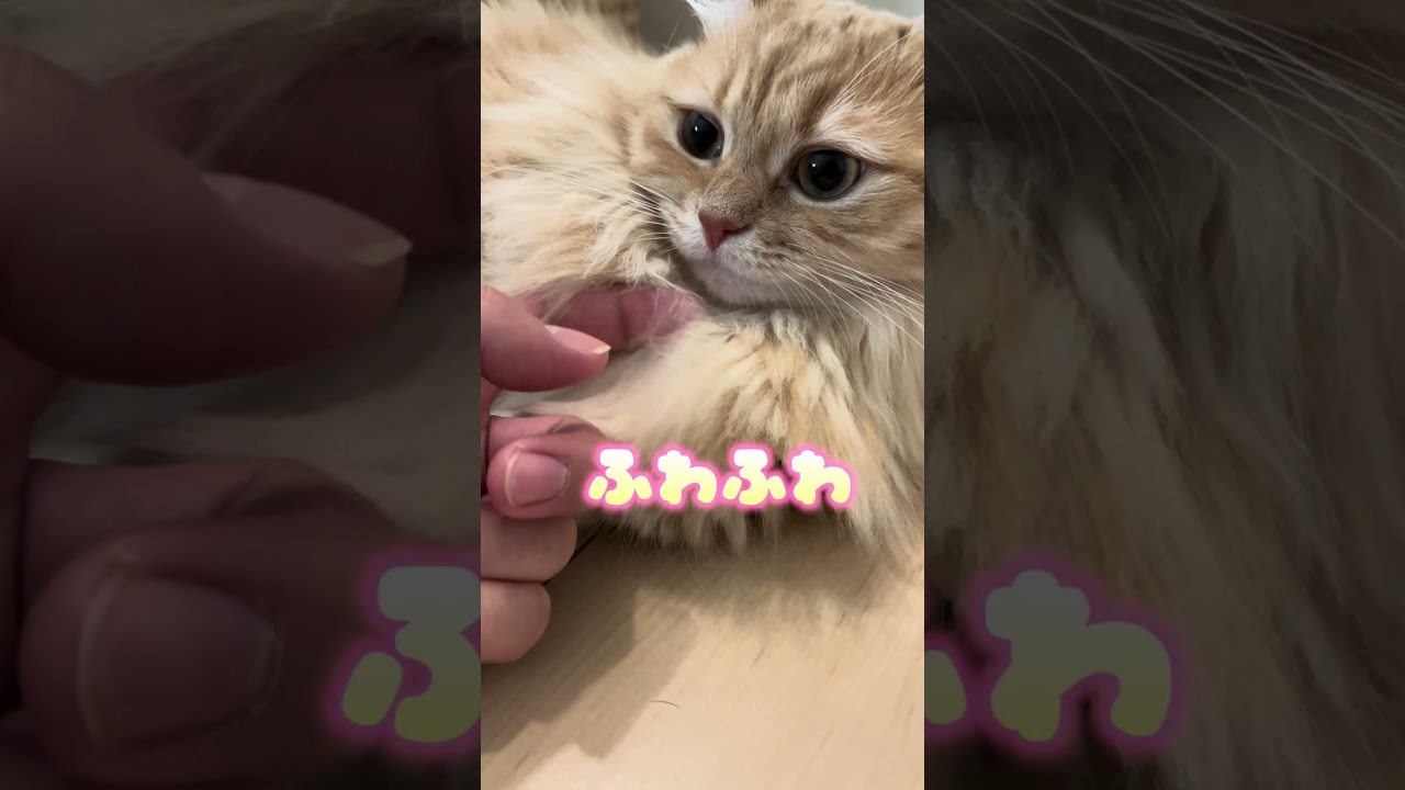 何をしても怒らない猫🐈 #マンチカン子猫 #cat #マンチカン長毛 #マンチカン #ねこ #短足マンチカン #ねこすたぐらむ #猫のいる暮らし #中短足マンチカン