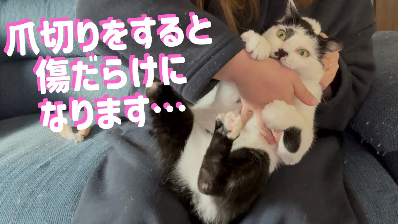 【保護猫】猫の爪切りが大変すぎる件