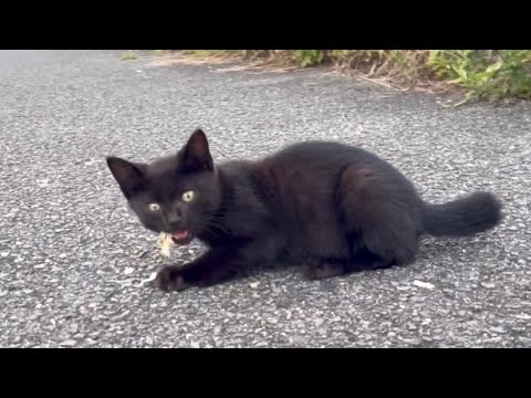 黒色の子猫ちゃん...それ食べていいやつ...？