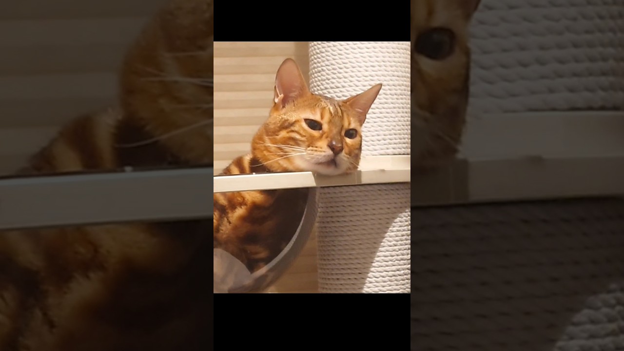 あご、あご、あご好きのベンガル猫うりくん。ご満悦🌟#あご #ねこ #キャットタワー #透明 #癒し