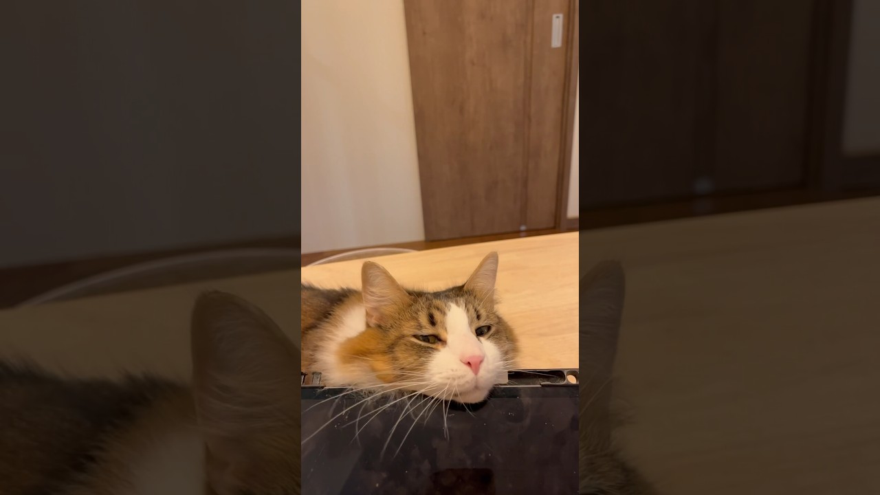 iPadに魅了された猫 #cat #norwegianforestcat #ノルウエージャンフォレストキャット
