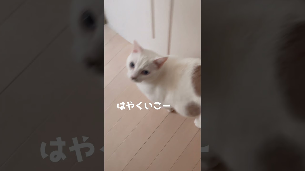 トイレに行くたびに毎回出待ちする弟猫が可愛い