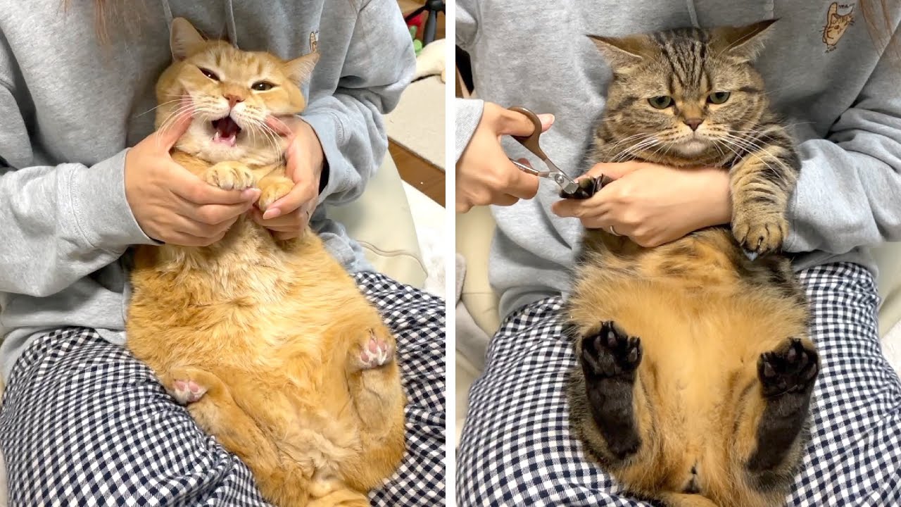愛猫がふみふみするのが痛いので爪切りします！