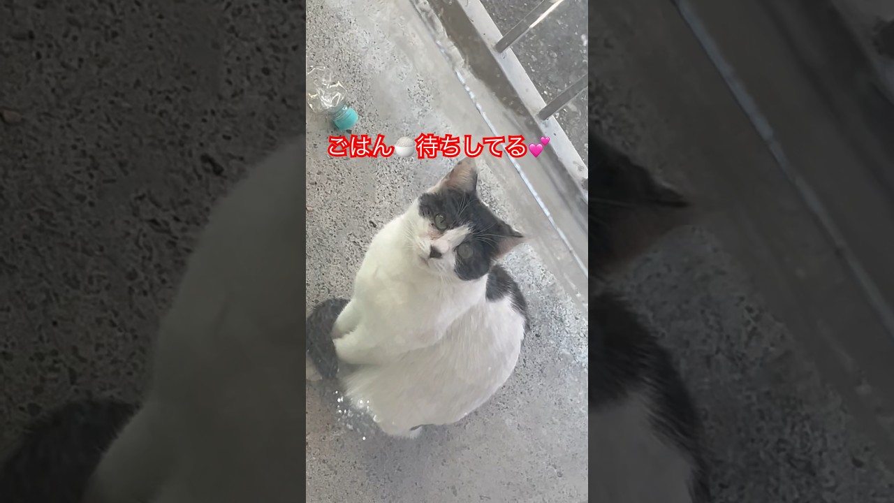 白黒ちゃん😸ごはん待ち🍚#cat#japan#ねこ#日本猫#猫好きさんと繋がりたい#癒し#猫動画#野良猫#猫パンチ