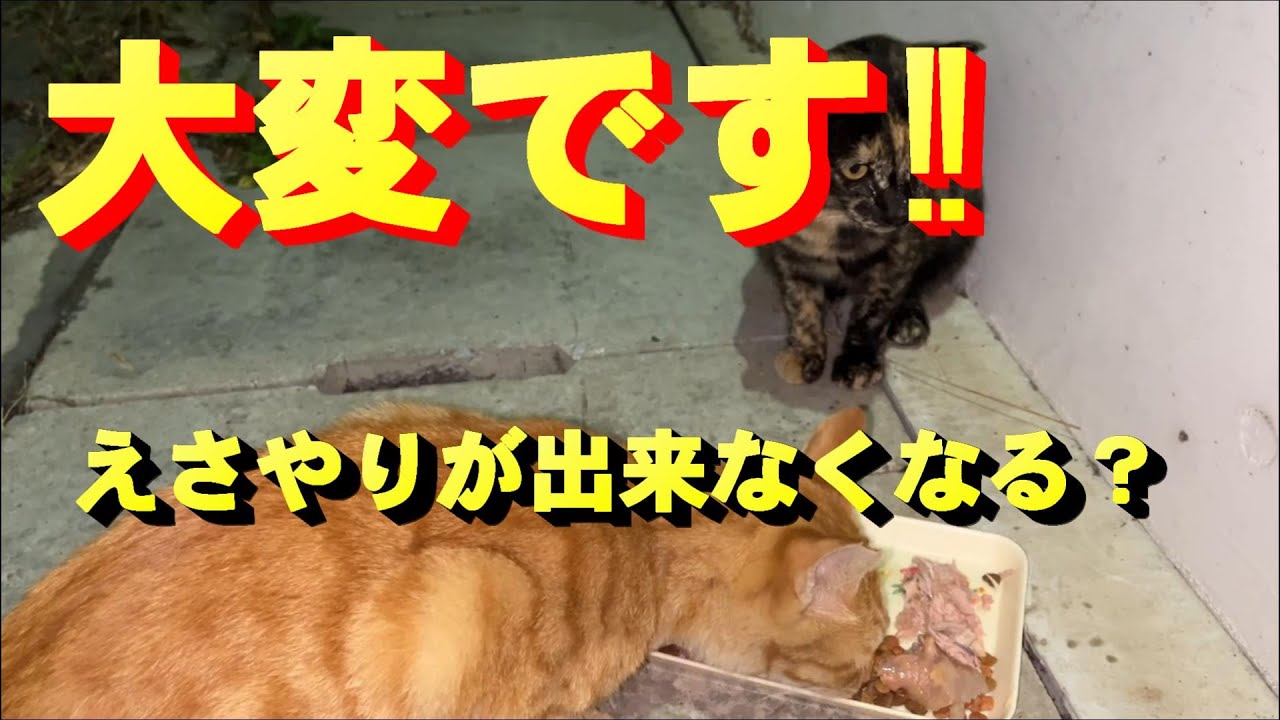 保護猫活動19｜大変です｜地域猫のエサやり禁止｜
