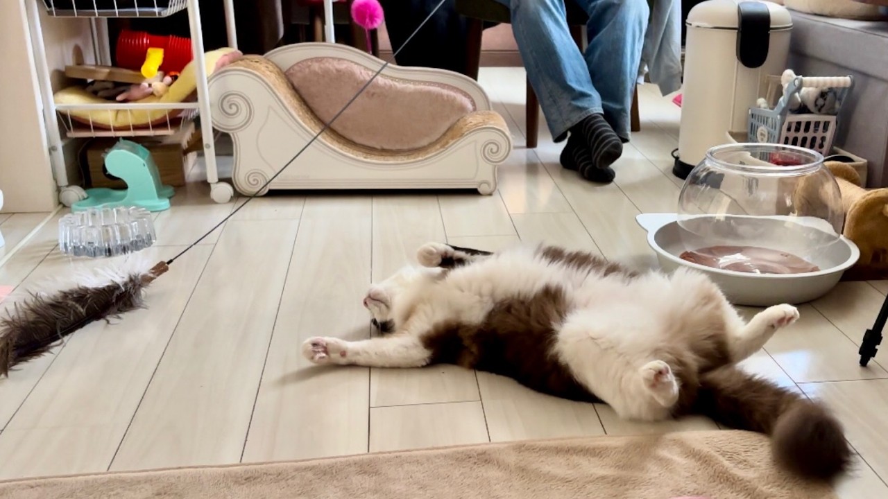 【でぶ猫】集中力カス過ぎるラグドール😈