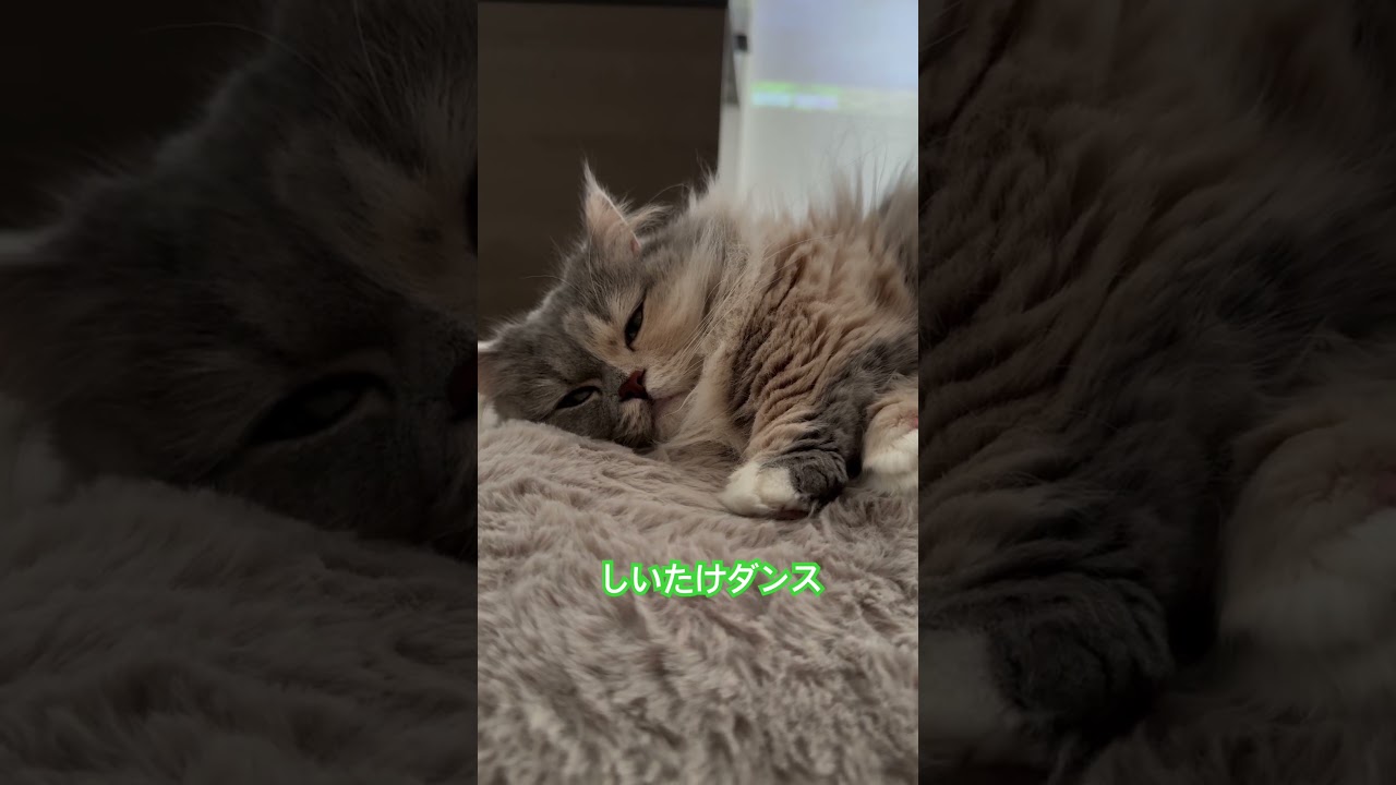 #cat #猫のいる生活 #ねこ #猫 #マンチカン短足 #shorts #短足マンチカン #猫好きさんと繋がりたい #マンチカン #しいたけダンス