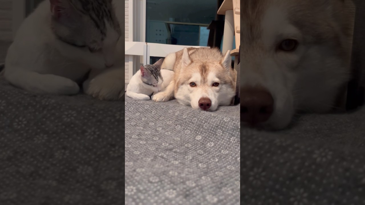 子猫のママになったシベリアンハスキー #シベリアンハスキー #ハスキー #子猫