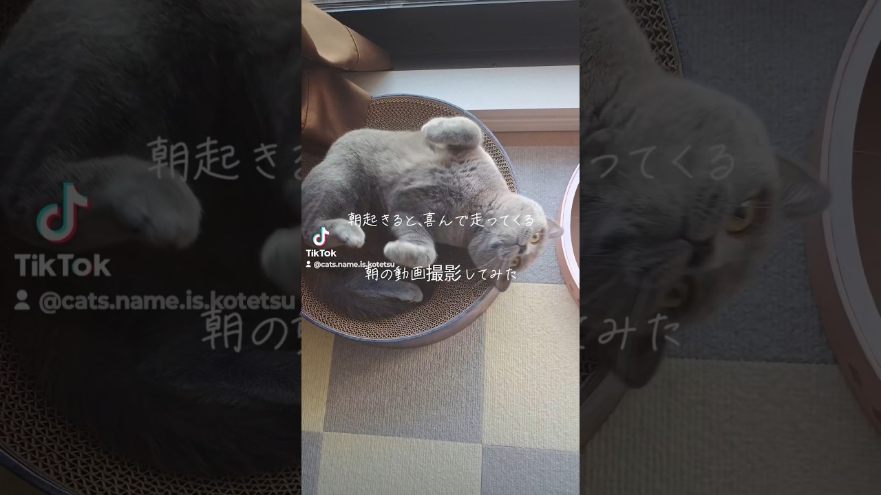 朝走ってくる猫(cat running in the morning)