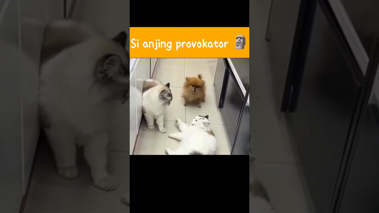Kena keplak gak tuh 🗿 #popothecat #cat #catlover #popo