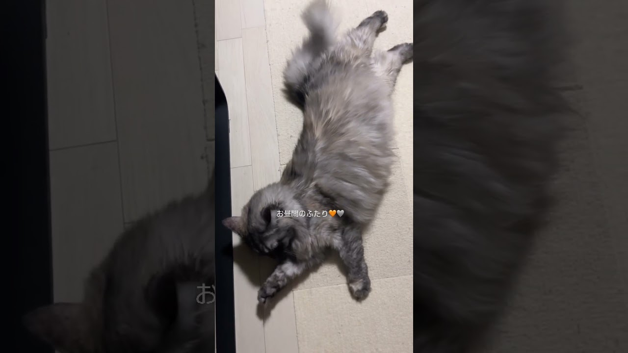 【猫の日常】一緒に寝て欲しいニャ！ #猫#マンチカン#cat#猫好き#猫好きさんと繋がりたい