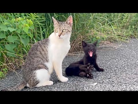 母猫が側にいると安心してくつろぎ出す黒子猫ちゃん