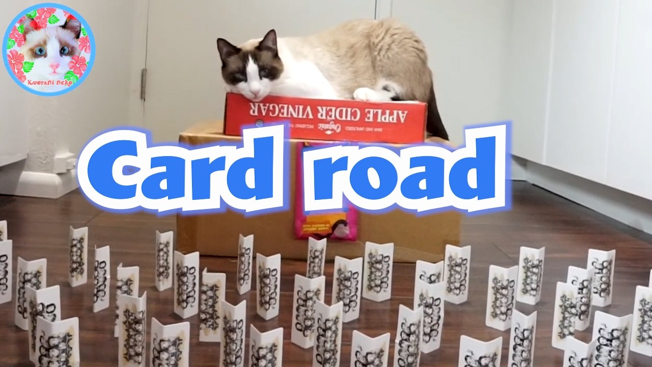 猫は床に置かれたトランプを倒さずに歩けるか? A cat can walk through a deck of cards without knocking them ove
