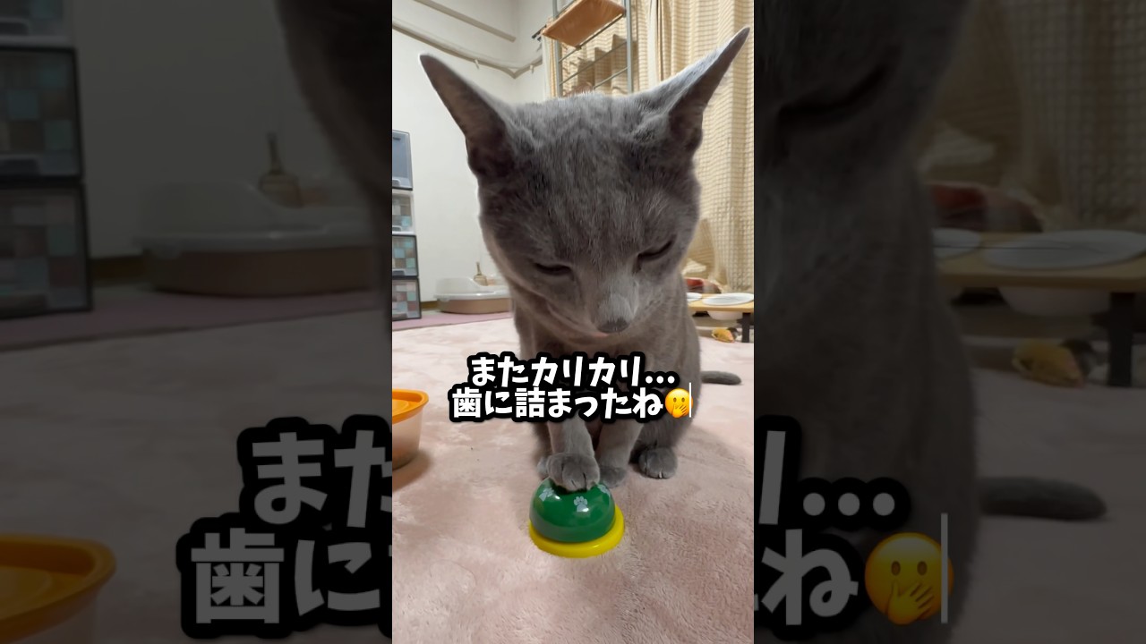 【ロシアンブルー】めろん新しい週の始まり〜🤗いつも通り元気な朝😊【猫】#shorts