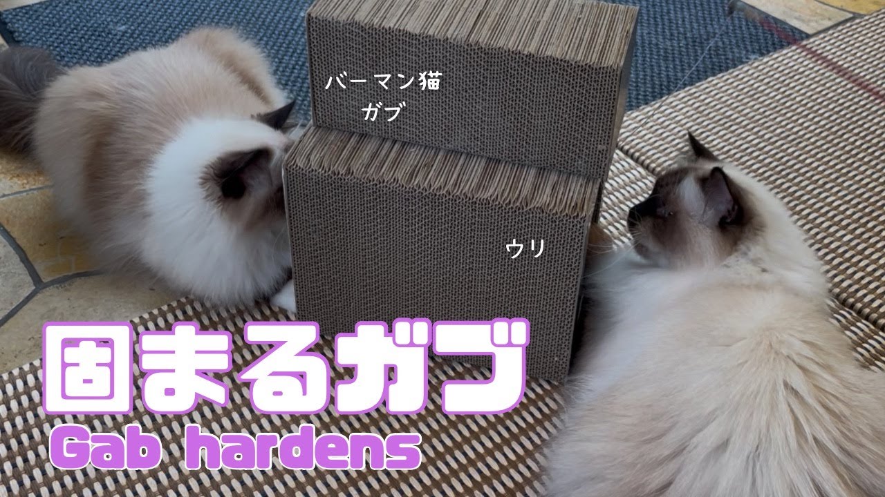 バーマン猫ガブとウリ【固まるガブ】Gab hardens（バーマン猫）Birman/Cat