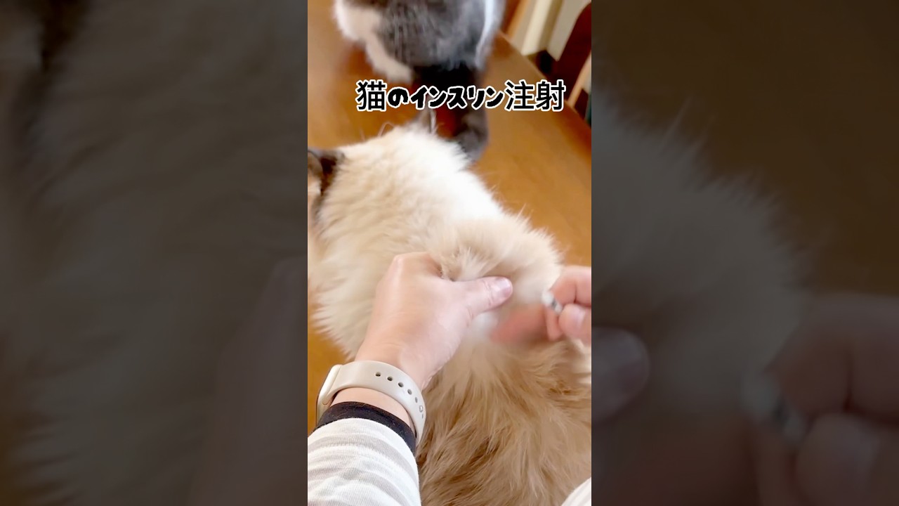 【猫のインスリン注射】注射が苦手な方は閲覧注意！#猫#猫のいる暮らし #インスリン #ラグドール #shorts