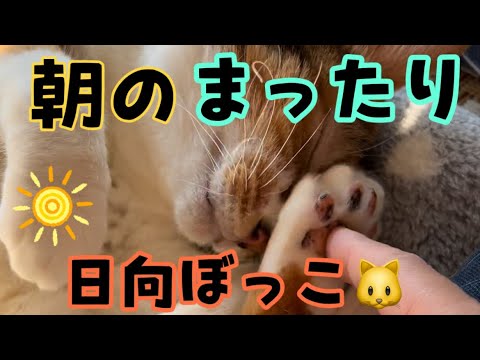 朝のまったり猫部🐱🌸🍀日向ぼっこ☀️