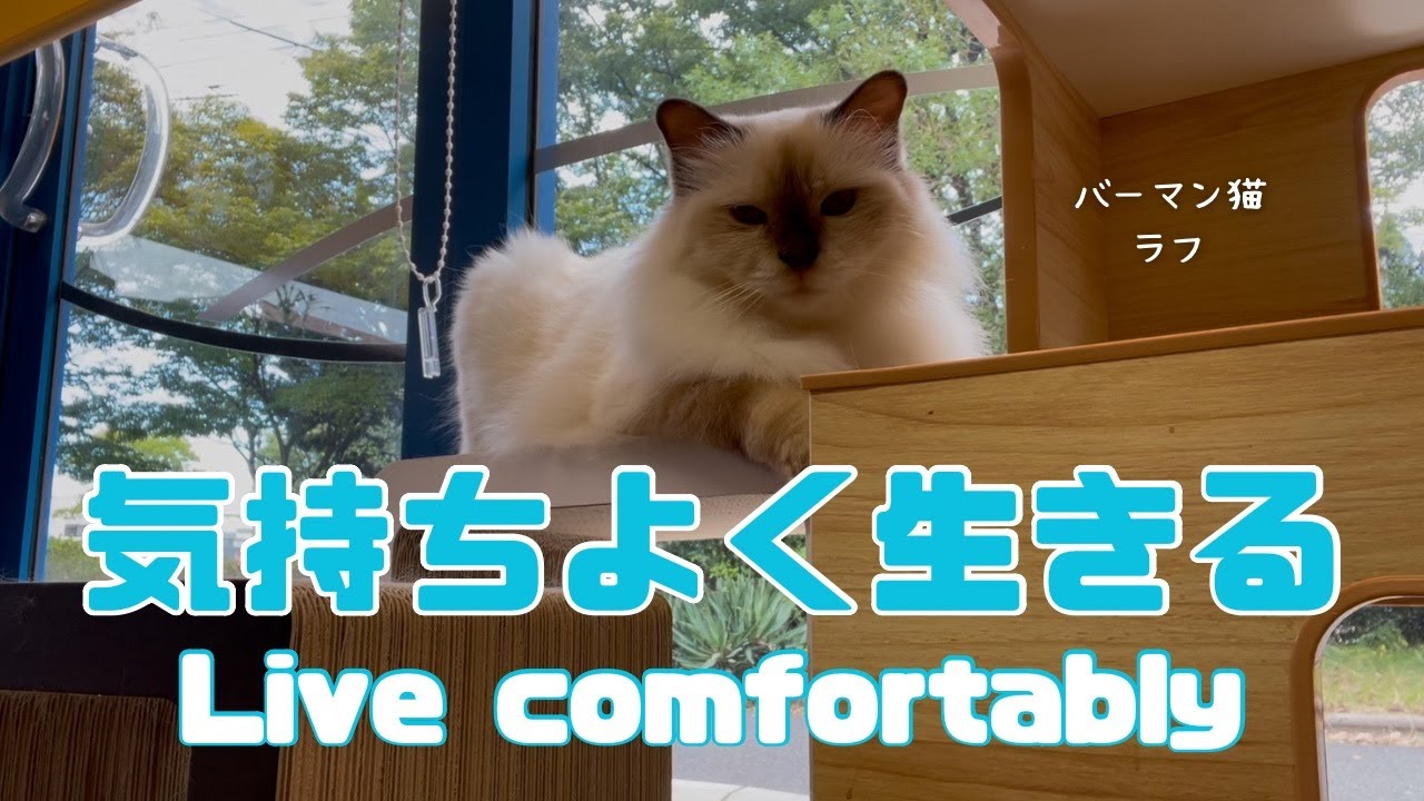 バーマン猫ラフ【気持ちよく生きる】Live comfortably（バーマン猫）Birman/Cat