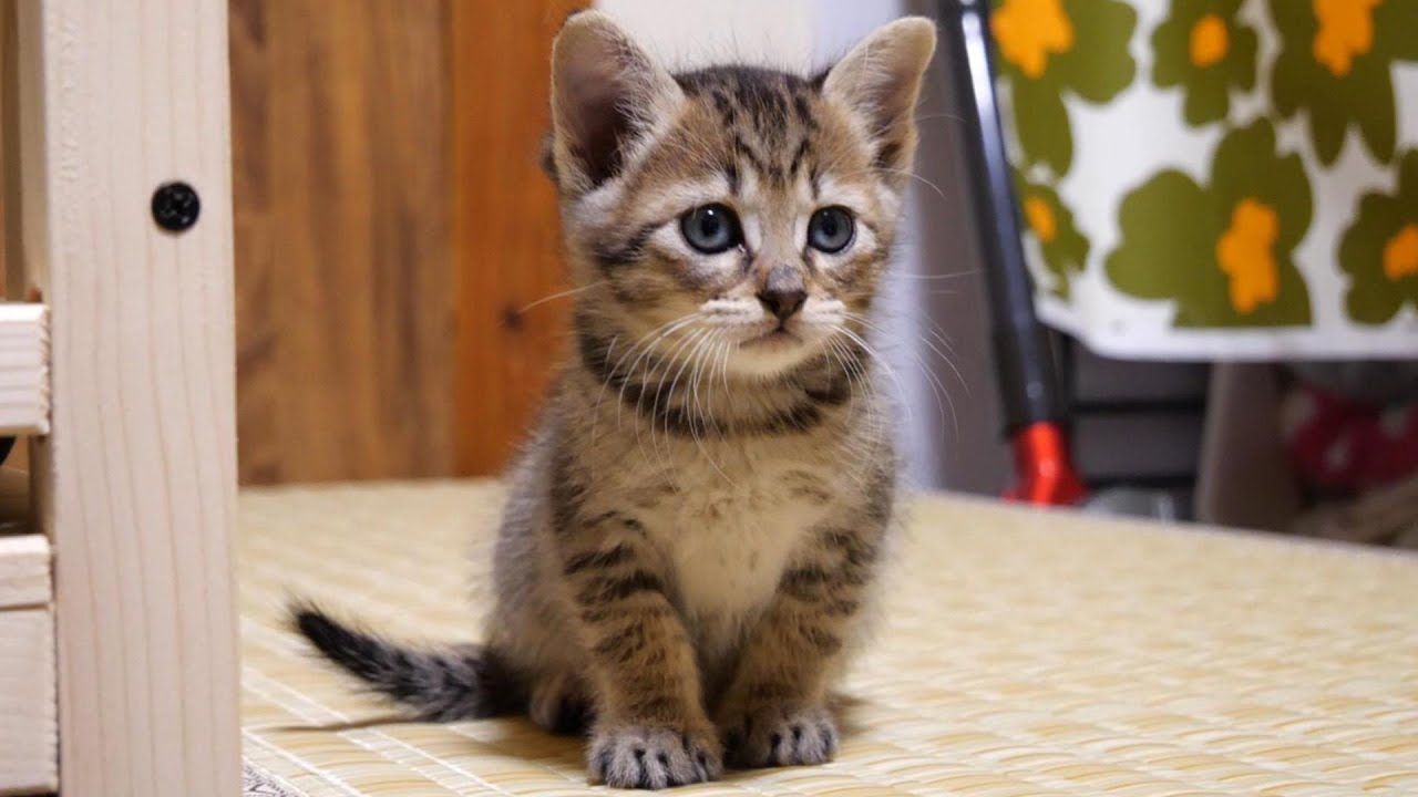 子猫達が悲しそうに鳴くので根負けしてしまいました【赤ちゃん猫　保護猫】