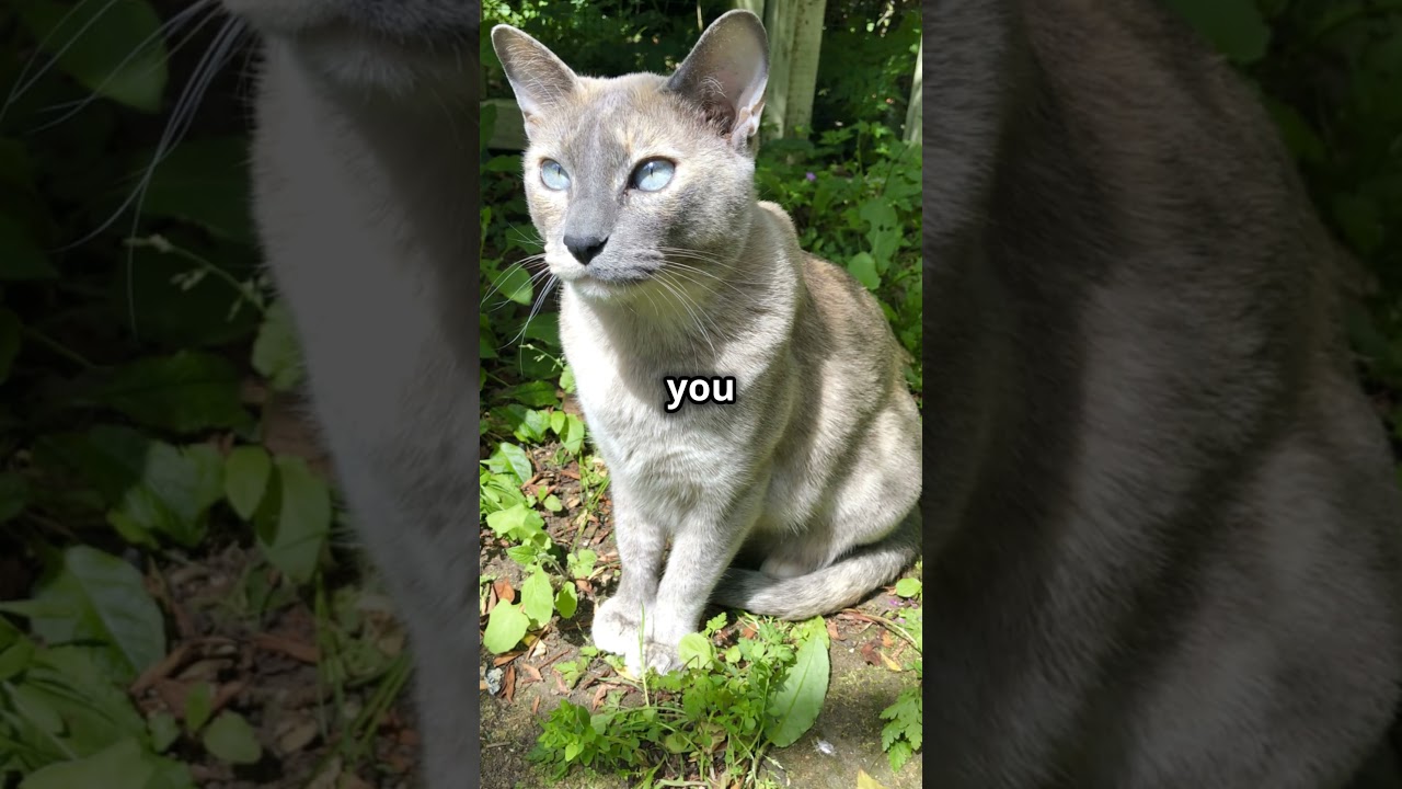 Tonkinese Cats: The Perfect Blend of Playfulness and Affection! 🐾  #cat #felinecomfort #kitten