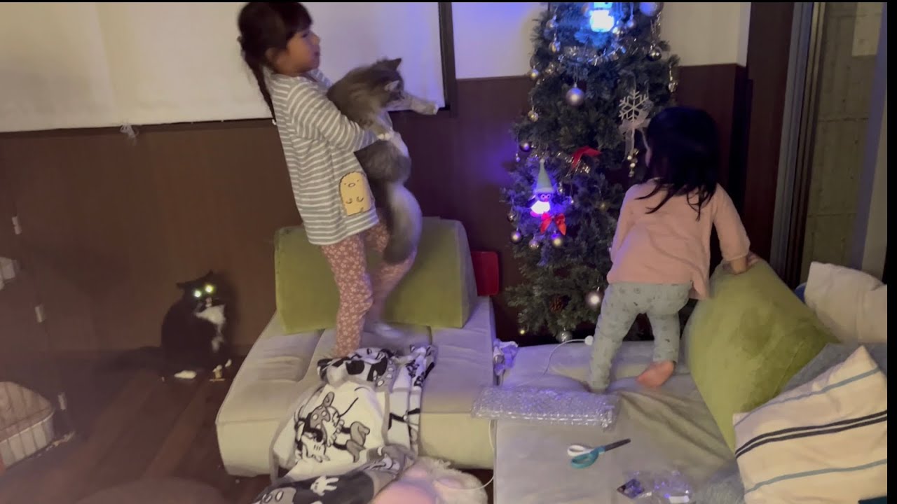 ライトアップしたクリスマスツリーには興味ない猫　サイベリアン