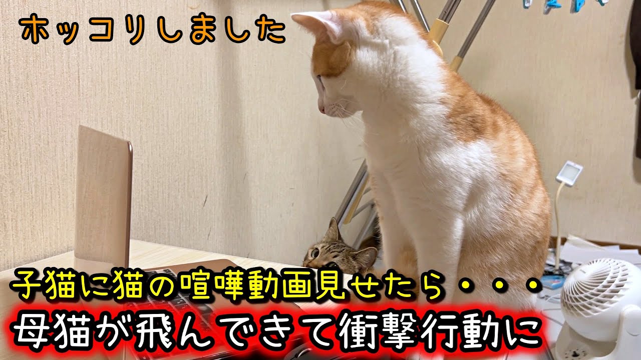子猫と母猫の絆にホッコリ！猫の喧嘩動画見せたらこうなりました