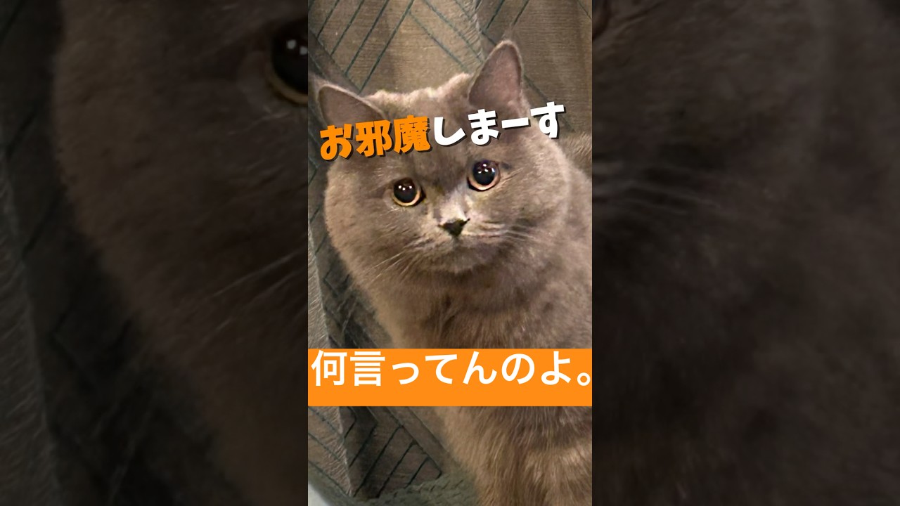 何を言っているのだろうか🐱#shorts #cat #ラグドール#ブリティッシュショートヘア