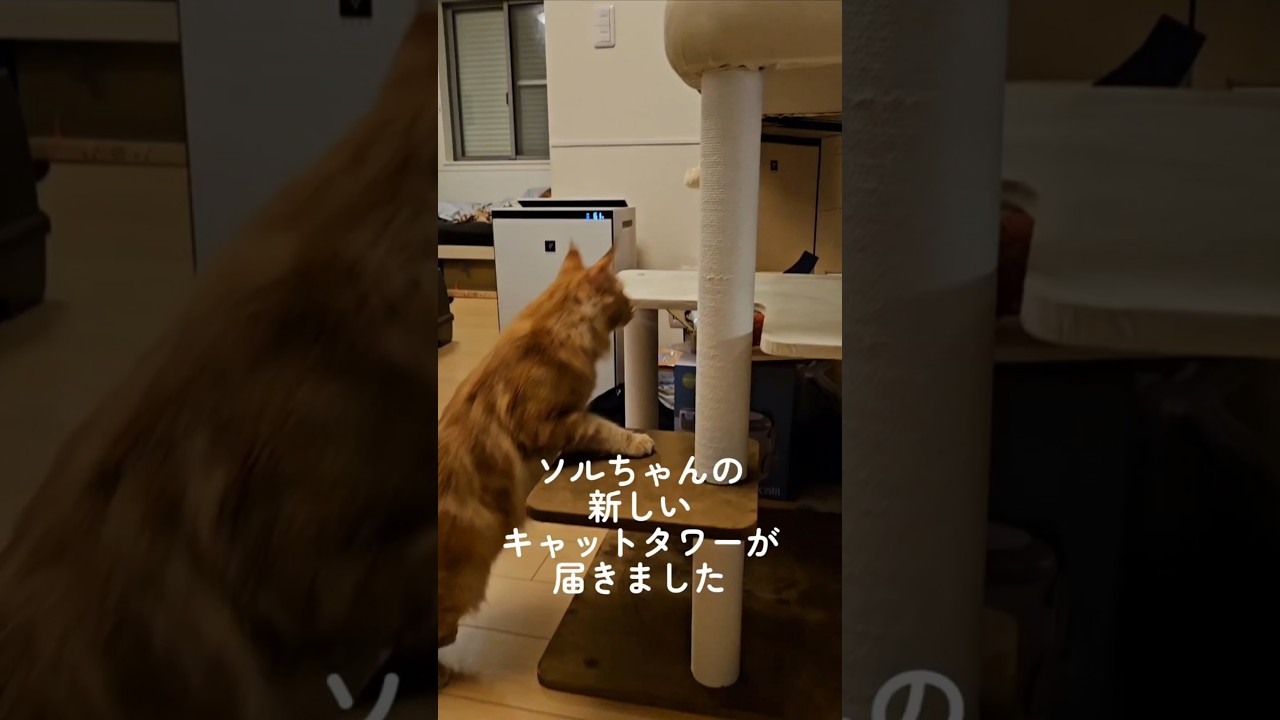 メインクーン子猫🐈️ソルちゃんの新しいお城🏯