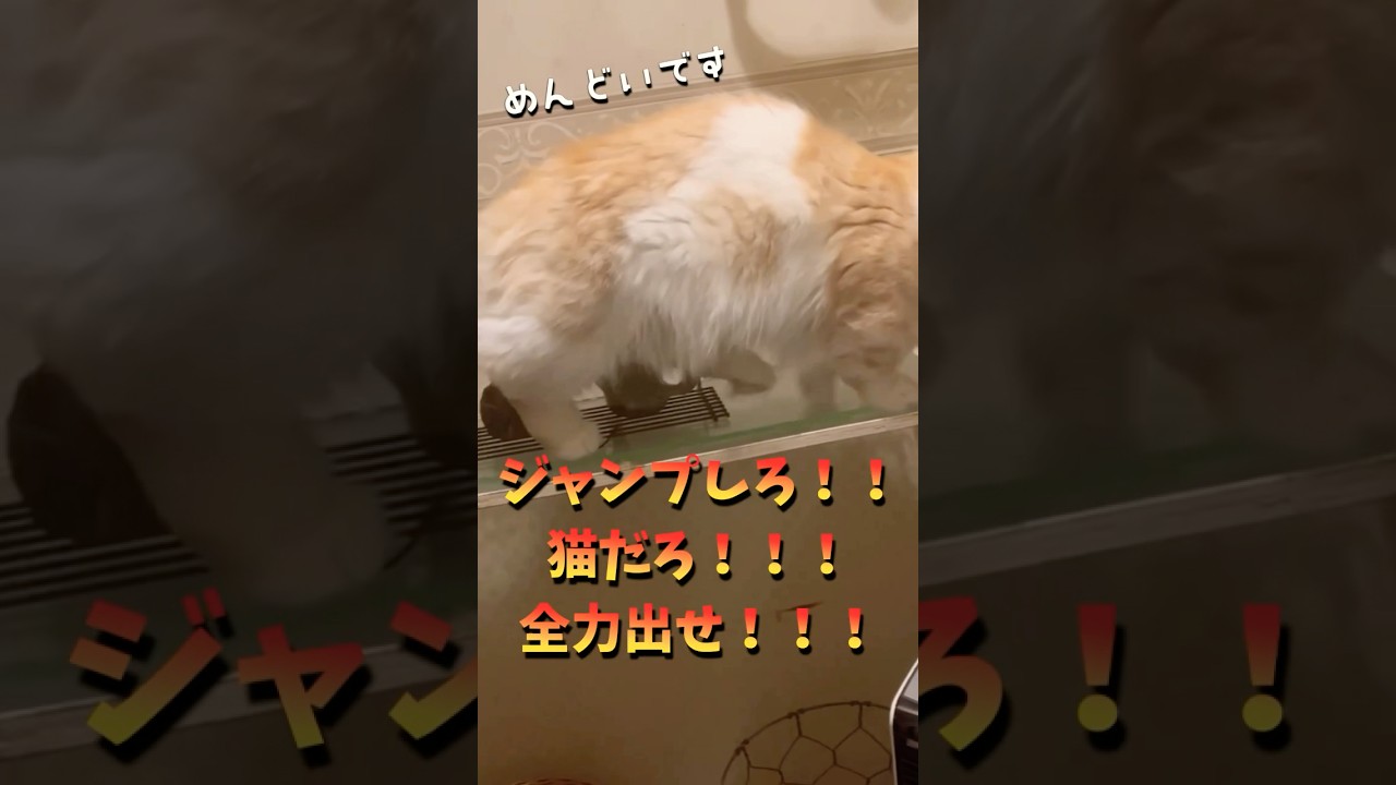 【キンカロー】猫だろ！！全力出せ！！【マンチカール】