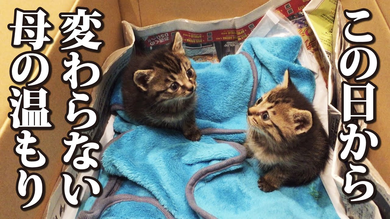 捨て猫だった双子の子猫が初めて感じた温もり