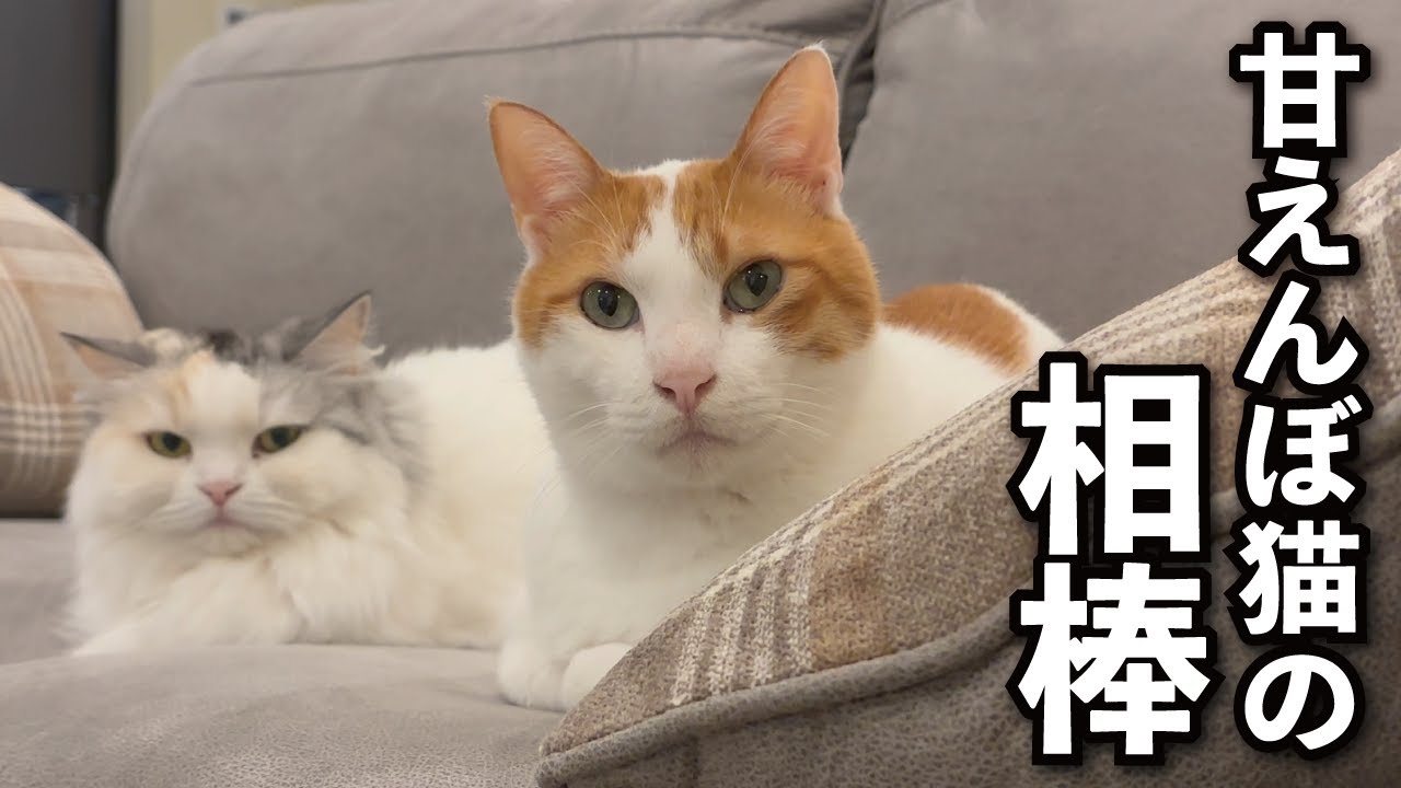 【甘えんぼ猫】仲良しなの？仲悪いの？相棒との関係は…？