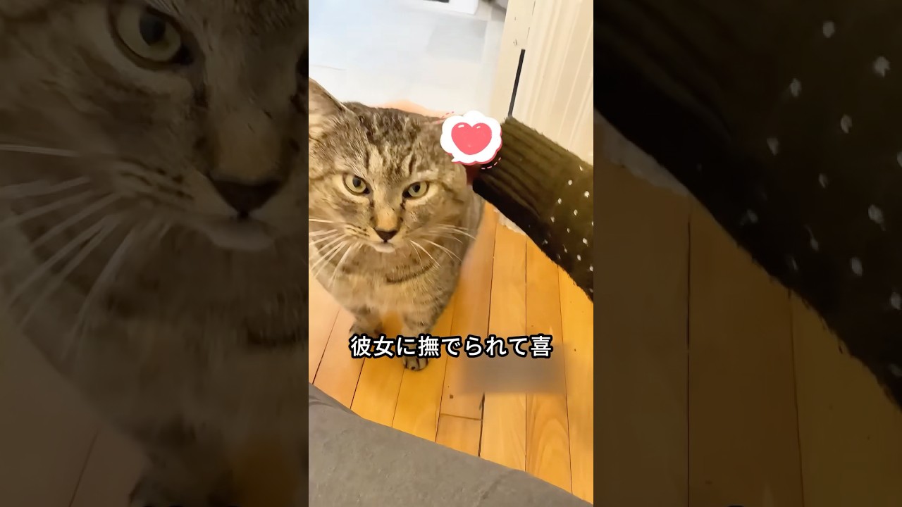 野生のオオヤマネコを愛するペットに変えた少女