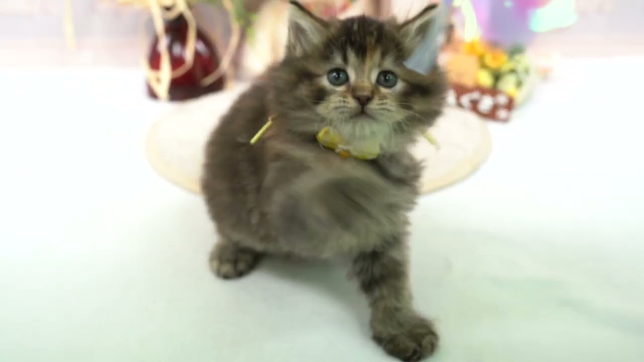 コーニッシュレックス ブラウンパッチドタビーの可愛い男の子♪