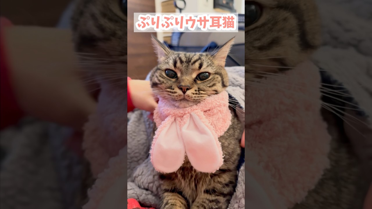 【猫動画】ぷりぷりウサ耳プリンセスな猫www #shorts