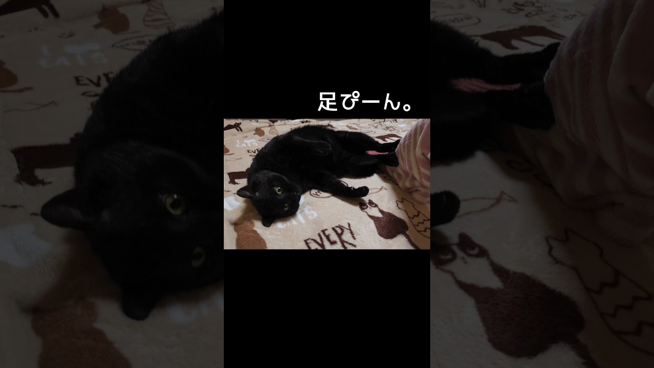山の主。心ひらいていく瞬間。#shorts #保護猫