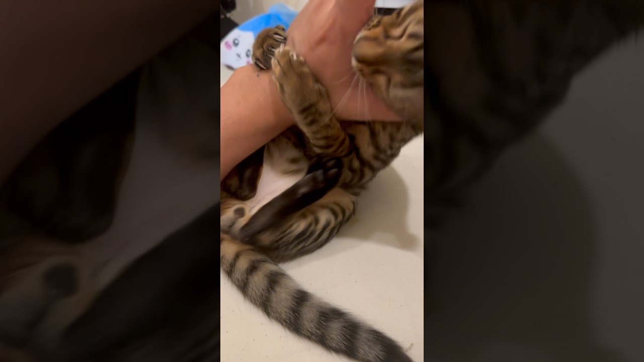 猫という生き物 #cat #ベンガル #猫