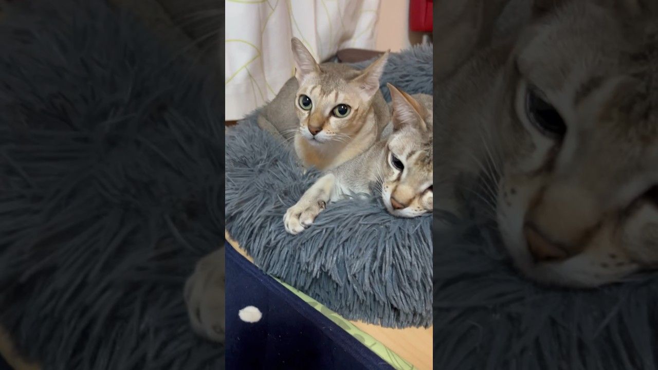 仲良く同じ場所でのんびりなシンガプーラ兄弟