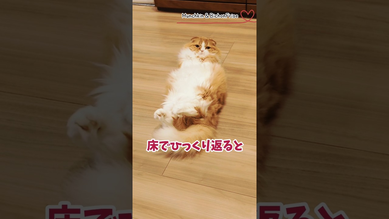 【マンチカン】床でひっくり返ると誰でも可愛くなれるらしい 【犬と猫、両方飼ってると毎日かわいい♥】