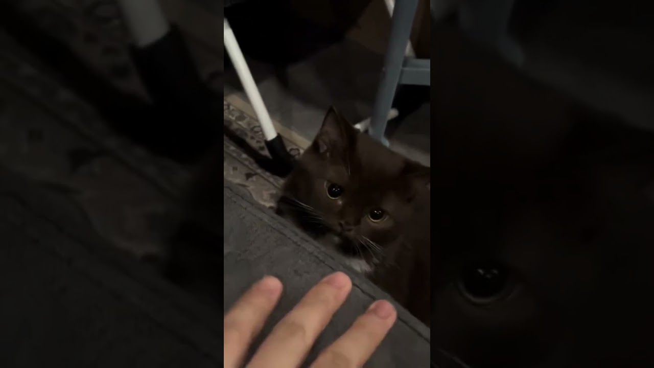 Esse é o gato mais FOFO que você vai ver hoje 🥰 #cat #gatos