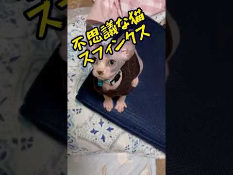 スフィンクス猫についての雑学#shorts #cat #猫 #cat #水かき