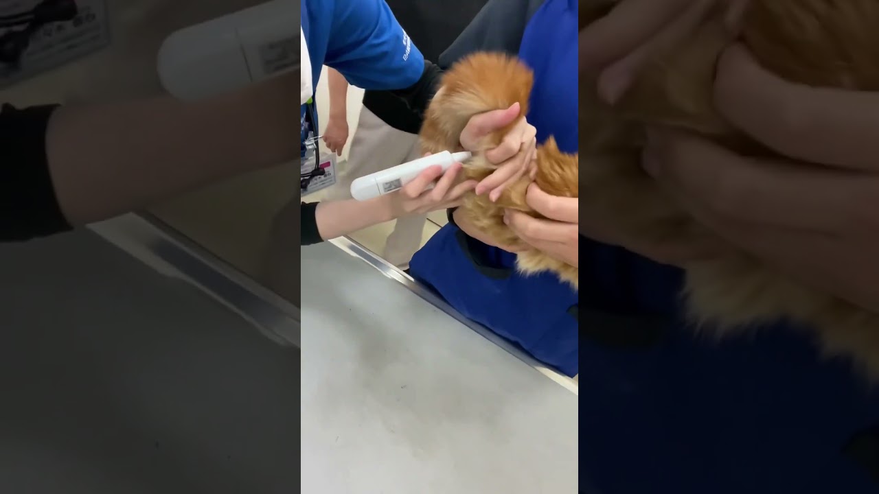 先生にお尻の*見られちゃう😼　#short #cat #munchkin #ねこ #マンチカン