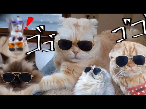 うち猫にサングラスかけてみたら。#ヒマラヤン #猫 #猫のいる暮らし #スコティッシュ