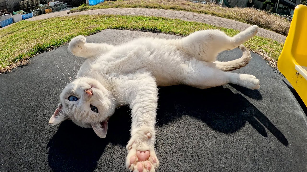 シャム猫がお腹丸出しで「モフらせねぇよ！」と攻撃してきた