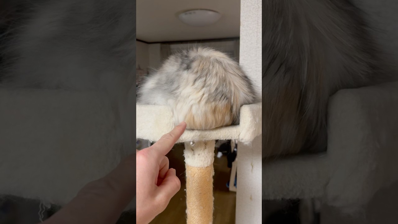 禁断症状を抑えられなかった飼い主… #shorts #スコティッシュフォールド