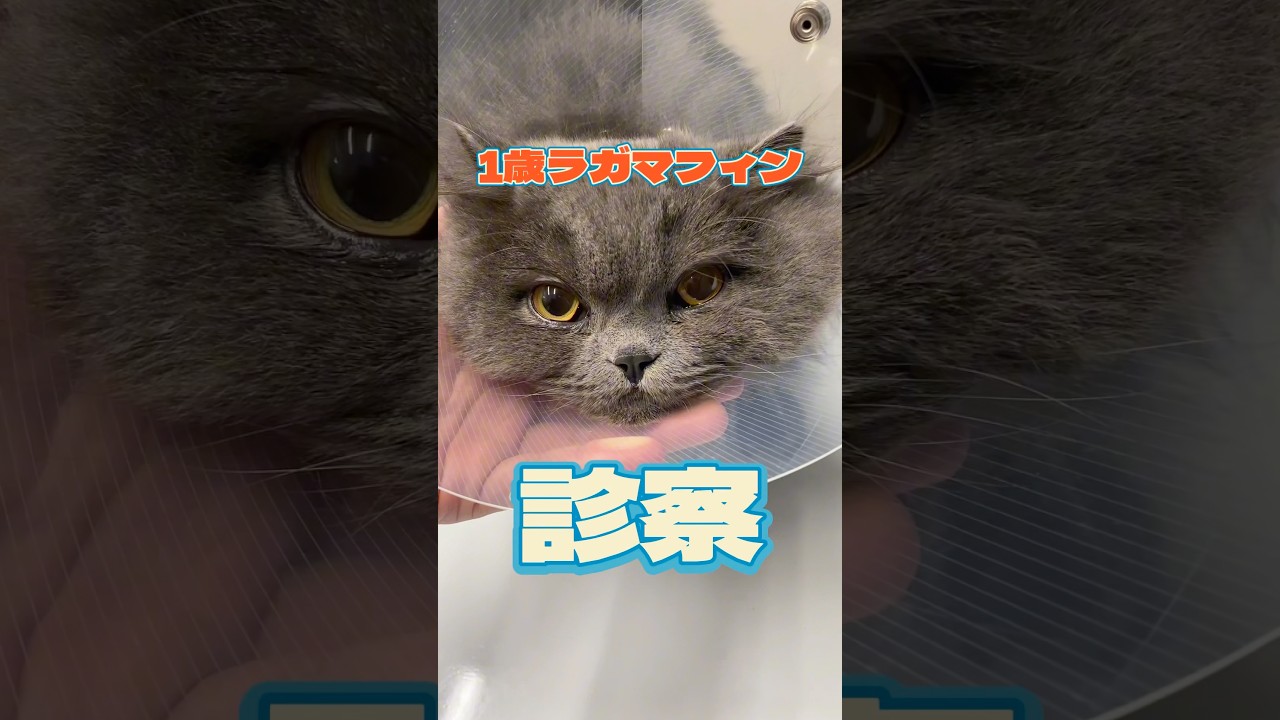 嘔吐が止まらない1歳のラガマフィンが動物病院にやってきた！